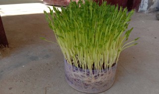 水培豌豆苗种植方法 水培豌豆苗的种植方法