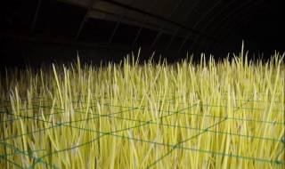 蒜黄的无土种植方法（蒜黄的无土种植方法图片）