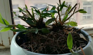 阳台姜的种植方法（阳台姜的种植方法和技术）