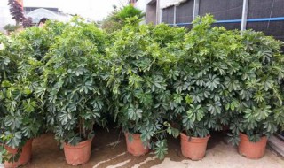 摇钱树的正确种植方法和注意事项 摇钱树移栽注意事项