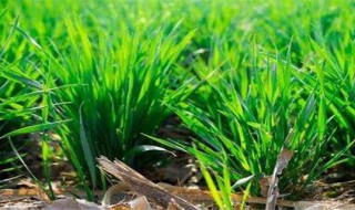 小麦的栽培与管理方法（小麦的栽培和管理）