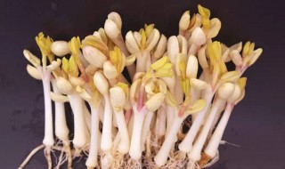 花生豆芽的培育方法 花生豆芽的培育方法是什么