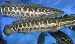 黑鱼养殖方法 黑鱼养殖方法和技术