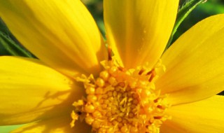 金菊源是什么 金菊源是什么东西