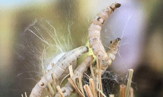 蚕是怎么吐丝的（蚕是怎么吐丝的视频）