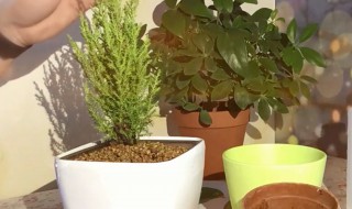 香松盆栽扦插方法 香松怎样扦插