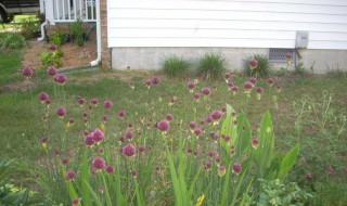 小花葱种植盆栽方法 盆栽大花葱的种植方法