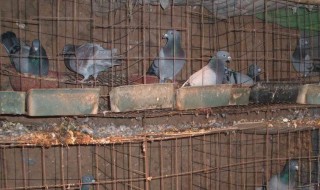 农村家里养鸽子的技巧 农村家里养鸽子的技巧视频