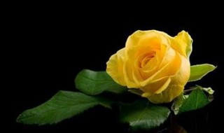 黄玫瑰种植方法（黄玫瑰的种植方法）