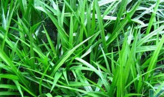 吉祥草水养方法（吉祥草养护技术）