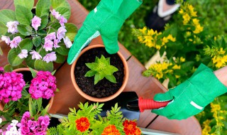 不死鸟养殖方法 不死鸟养殖方法有哪些