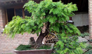 垂枝盆景的制作方法（垂枝盆景的制作方法视频）