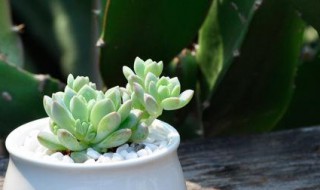 多肉白莲养殖方法（多肉白莲花养殖方法）