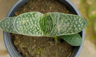 多肉子宝的养殖方法与注意事项 子宝多肉应该放什么方向