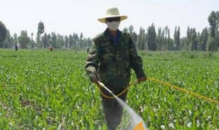 烤烟种植技术与方法（烤烟种植技术要点）