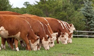 冬季肉牛增肥方法 肉牛怎么配料快速增肥