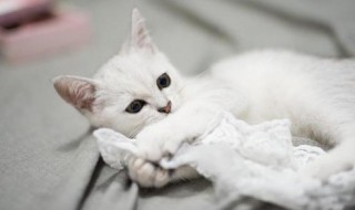 猫咪非常爱叫怎么解决 猫咪爱叫怎么回事
