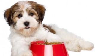 小狗不吃粥怎么解决 小狗不吃粥怎么解决生理问题