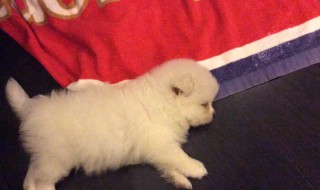 怎么解决晚上幼犬叫（怎么解决晚上幼犬叫声大）