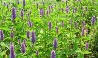 马鞭草外用的功效与作用（马鞭草的作用与功效）