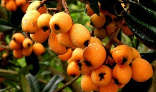 葡萄和枇杷可以一起吃吗 葡萄和枇杷可以一起吃吗小孩