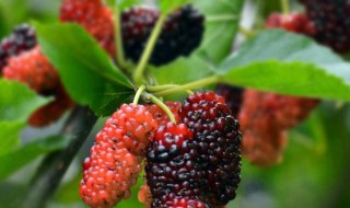 吃完桑葚漱口的方法 吃完桑葚漱口的方法是什么