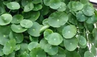 马蹄金草的功效与作用 马蹄金草的功效与作用图片