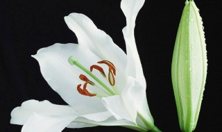 马蹄莲能否和百合一起煮水喝 马蹄能和百合一起熬水喝吗