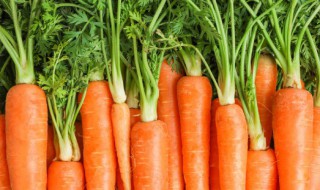 梨和胡萝卜能不能混在一起煮（梨和萝卜能放在一起煮吗）