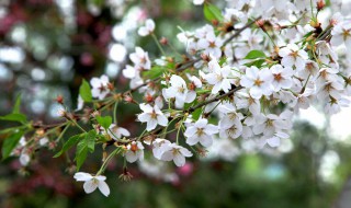 春天祝福信息（春天祝福信息给客户）