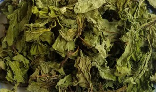 晒干的薄荷叶泡水的功效 晒干薄荷叶泡水的功效与作用及禁忌