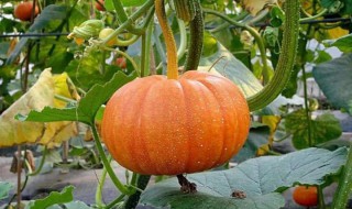 冬季养生吃什么好(冬季养生吃什么好补)