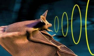 为什么蝙蝠用超声波定位而不用次声波 蝙蝠用超声波定位而不用次声波的原因