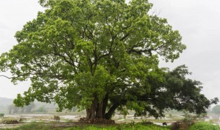 香樟树的特点（千年香樟树的特点）