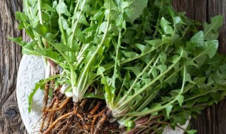 蒲公英和蒲公英根有什么区别 蒲公英和蒲公英根区别是什么