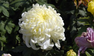 为什么常用菊花表示哀悼之意 用菊花表示哀悼之意的原因