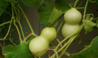 葫芦储存到冬天的方法 葫芦储存到冬天的方法是什么