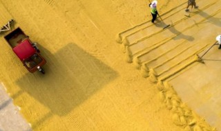 粮草储存方法 粮草怎么储存