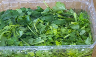 香菜的冷冻储存方法 香菜的冷冻怎么储存