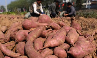 红薯枣的储存方法 红薯枣怎样储存