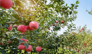 阿力果的储存方法 阿力果怎么储存