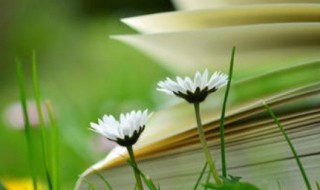 鹏的拼音 鹏的组词