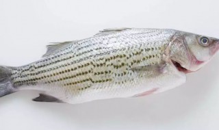 海鲈鱼和淡水鲈鱼有什么区别 海鲈鱼和淡水鲈鱼的不同