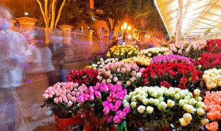 每一枝花的花语代表什么 每一枝花的花语