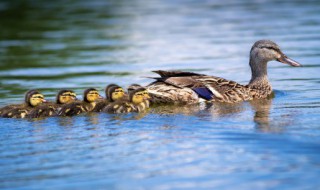 鸭板肠和鸭肠的区别是什么 鸭板肠和鸭肠的区别