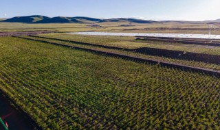 与其做一株绿洲中的小草还不如做一棵秃丘上的橡树的意思 橡树的意思是什么