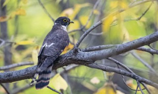 鹑怎么读 鹑的读音