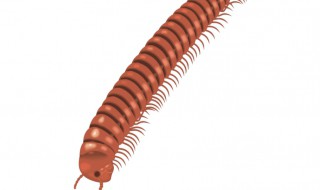 千足虫是害虫还是益虫 千足虫简单介绍