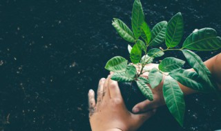 各种植物播种的方法 各种植物播种的方法有什么