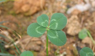 4叶草代表什么意思 4叶草的介绍